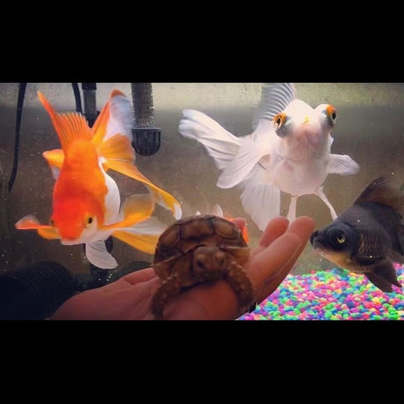 Meet your Posher, Daniela - Picture 7 of 8